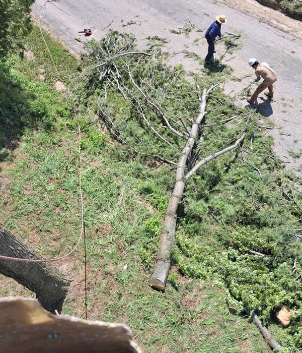 Tree Removal, Trimming and Clearing